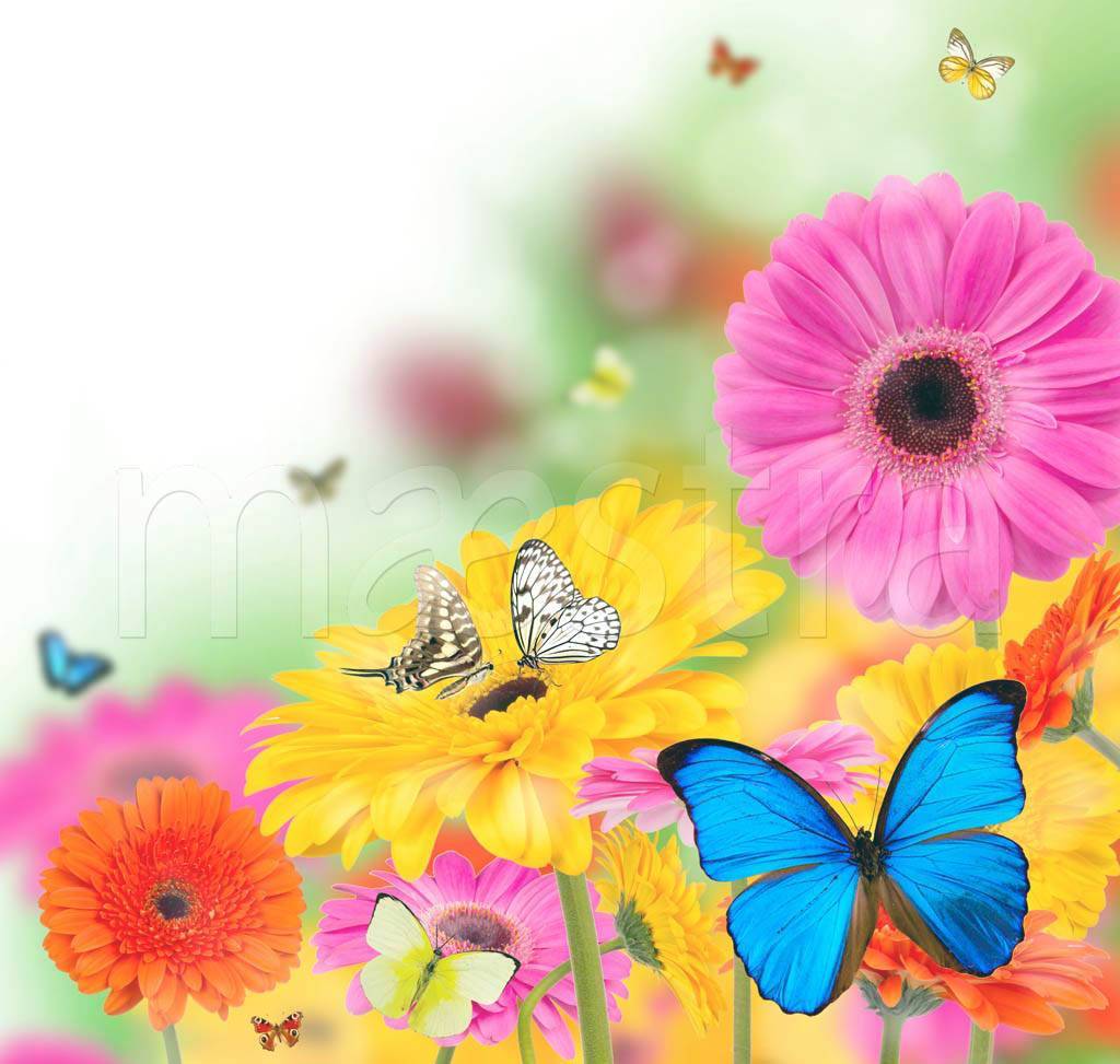Фотообои Яркий букет и бабочки