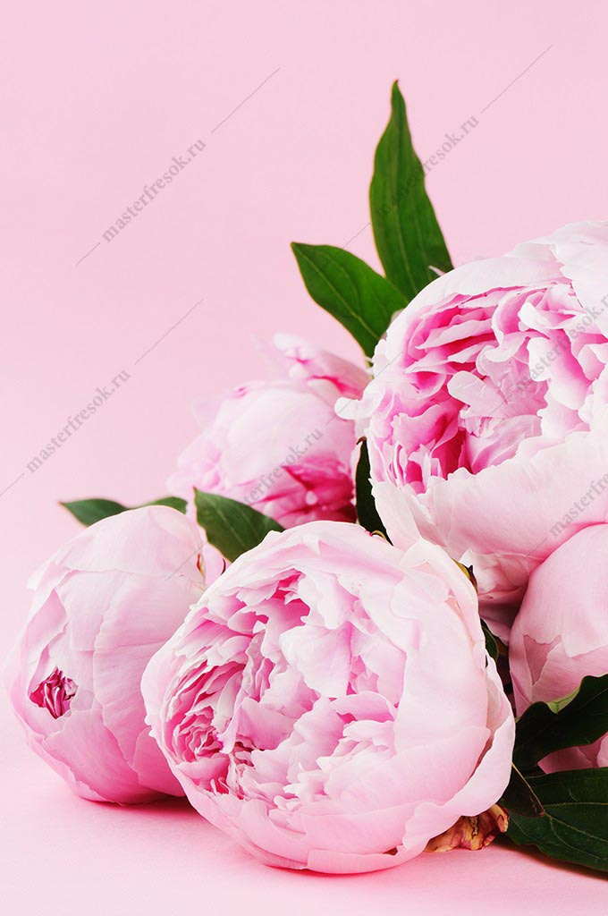Фотообои Пионы розовые